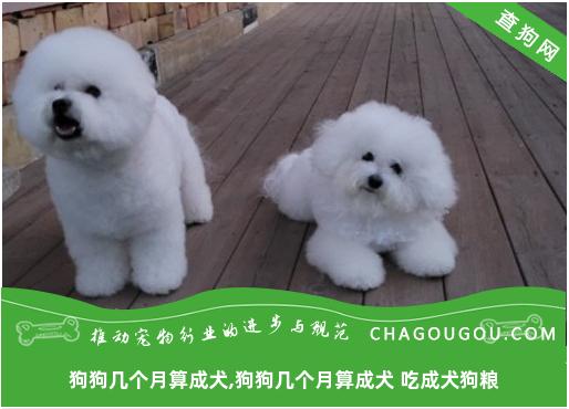 狗狗几个月算成犬,狗狗几个月算成犬 吃成犬狗粮